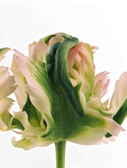 Tulp