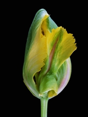 Tulp