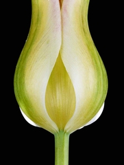 Tulp