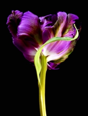 Tulp